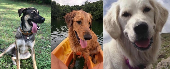 From left, dogs Koda, Ollie and Harper all died after swimming in Lady Bird Lake at Red Bud Isle, which has now been closed to the public because of the possible presence of a neurotoxin in the water from blue-green algae. [Photos courtesy of Mia Mineghino, Brittany Stanton and Claire Saccardi]