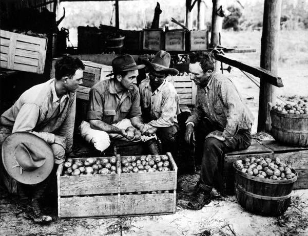 A group of men grading Irish potatoes on E. L. Myers' farm in Osceola County. (State Archives of Florida)