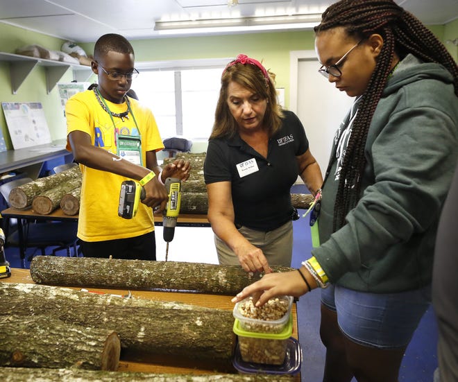 Wendy Wilber, center, the director of the UF/IFAS Master Gardener Volunteer Program, works with Jabin Williams, 16, left, and Jada Mosley, 17, on Wednesday to inoculate an oak log with shiitake mushroom spores during a workshop on the University of Florida campus. [Brad McClenny/Staff photographer]
