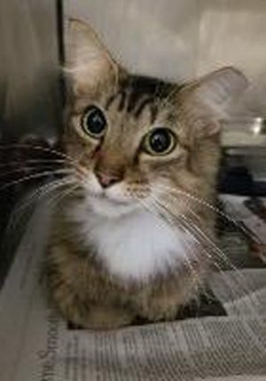 Precious, an adult female domestic medium hair, is available for adoption from SAFE Pet Rescue of Northeast Florida. Call 904-325-0196. Vaccinations are up to date.