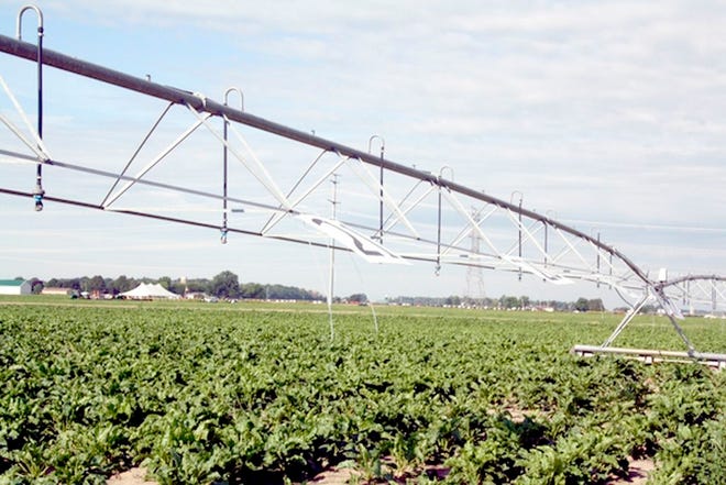 Maximizing profit and returns on resources invested can be dependent on the last irrigation application.