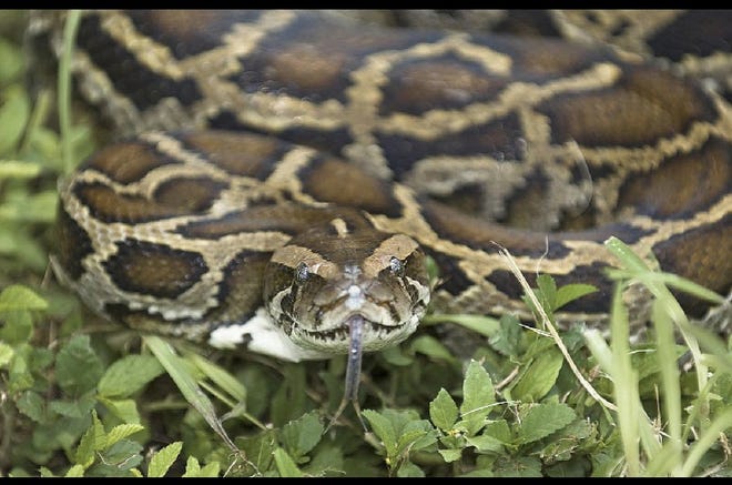 09/15/09 Burmese python snake reptile.