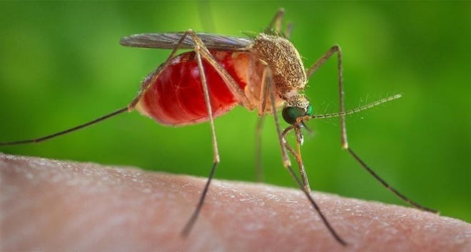 An undated file photo of a Culex mosquito.
