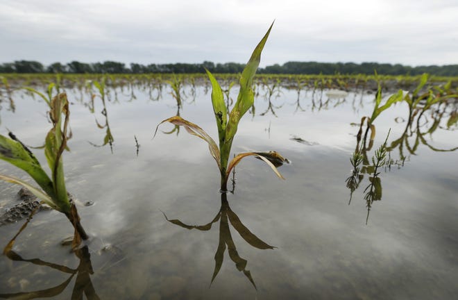 Corn stalks grow in standing water in a field near Colfax, Iowa, in June. Heavy rainfall, flooding and other adverse events prevented more than 19.4 million acres of crops from being planted across the country. [FILE PHOTO/THE LEDGER]