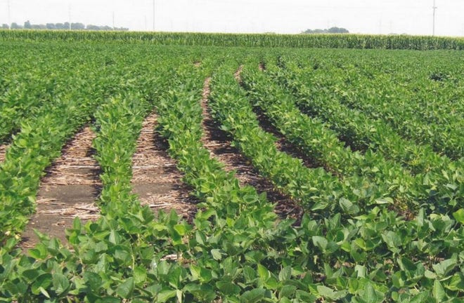 Corn and soybeans grow in adjacent fields in Tazewell County. MIKE KRAMER | PEKIN DAILY TIMES FILE