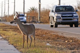 In this Wednesday, Sept. 13, 2017, file photo, a Florida Key deer stands on the side of Overseas Highway in the aftermath of Hurricane Irma in Big Pine Key, Fla. The endangered deer's protection with the Endangered Species Act is intended to be stripped by the US Fish and Wildlife Service. A letter from the agency shows that the Service made a determination that there is no more threat to the deer, which is beloved by locals. [ AP FILE PHOTO ]