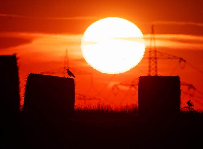 A bird sits on a straw bale on a field July 25 in Frankfurt, Germany, as the sun rises during an ongoing heatwave in Europe. The U.S. National Oceanic and Atmospheric Administration said Thursday that July was the hottest month measured on Earth since records began in 1880. [Michael Probst/The Associated Press]