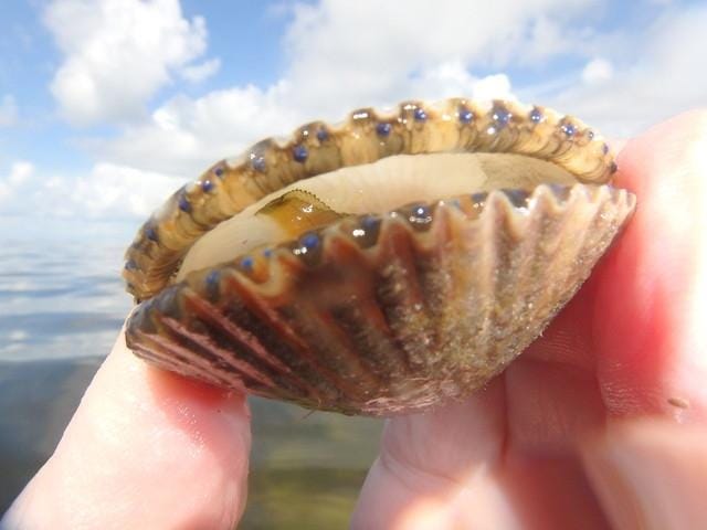 Scallop season opens in St. Joseph Bay on Friday. [ SPECIAL TO THE STAR ]
