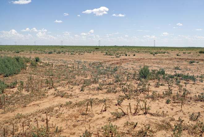 A field near where the body of Celestino Rodriguez was discovered Friday, Aug. 16, 2019, near Abernathy, Texas. [Brad Tollefson/A-J Media]