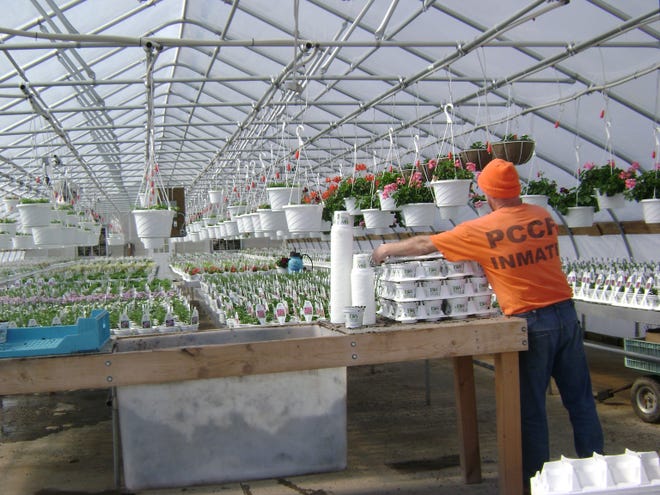 An inmate works in a greenhouse at the Plymouth County Farm on Obery Street.

[Courtesy photo]