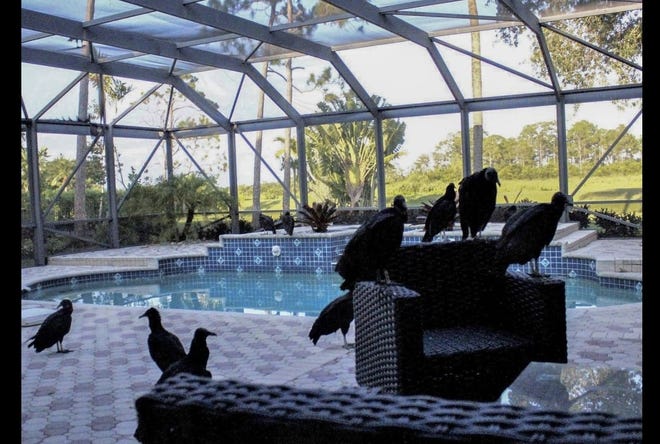 Turkey vultures congregate around the pool deck of a home along Wildcat Run in the Ibis Golf and Country Club development in this 2019 photo in West Palm Beach. [Photo provided by Cheryl Katz]