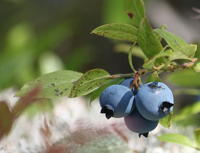 The Wild Blueberry Festival in Paradise, the blueberry capital of Michigan and an integral part of the local heritage, begins Aug. 16 to 18. [File]
