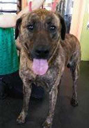 Blossom, a young female Plott hound and Labrador retriever mix, is available for adoption from SAFE Pet Rescue of Northeast Florida. Call 904-325-0196. Vaccinations are up to date.