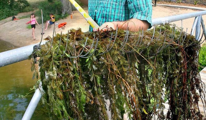 This invasive water weed, Eurasian Watermilfoil, is among topics the Shawnee County Commission plans to discuss Monday. [2012 file photo/The Capital-Journal]
