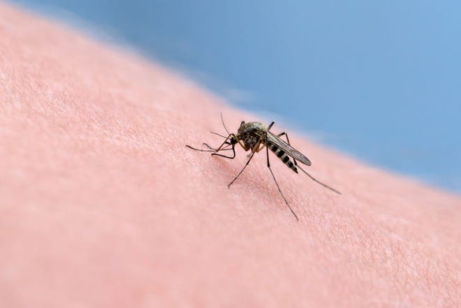 Burlington County officials are urging residents to be proactive in preventing mosquito bites. [GATEHOUSE ARCHIVE]