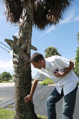 In this Wednesday, July 31, 2019, photo, Brian Bahder, assistant professor of entomology at the University of Florida, points to a cabbage palm tree that died from a lethal bronzing disease in Davie, Fla. Florida's iconic palm trees are under attack from a fatal disease that turns them to dried crisps within months with no chance for recovery once ill. Lethal bronzing is caused by a bacteria spread by a rice-sized insect. It has gone from a small infestation on Florida's Gulf Coast to a statewide problem in a decade. þÄúGetting this disease under control is essential because it has the potential to drastically modify our landscape,þÄù said Bahder. (AP Photo/Wilfredo Lee)