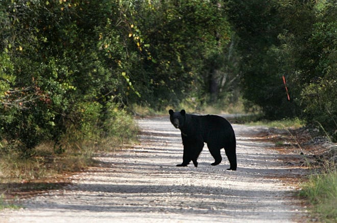 A Florida black bear walks across a rural road in west Flagler County near Bunnell in this file photo from 2017. [News-Tribune/David Tucker]