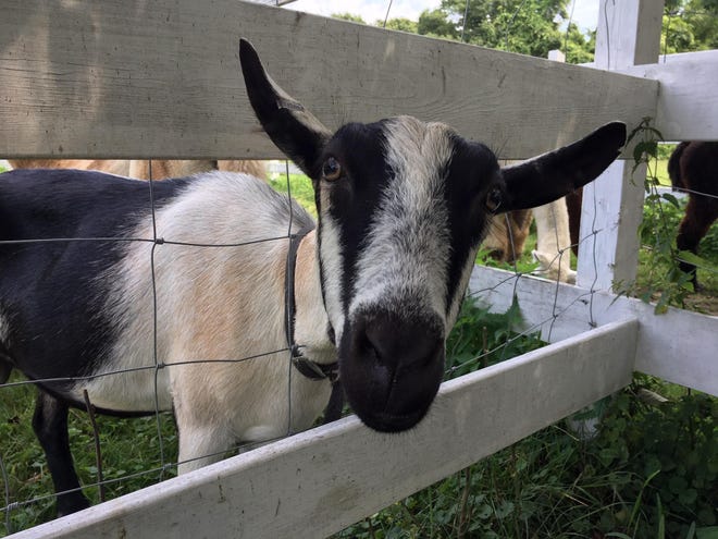 Maggie, the curious goat, wags her tail when her head gets pet. She's one of many farm animals at West Place Animal Sanctuary who have been rescued from abuse and neglect. [DEBORAH ALLARD/HERALD NEWS PHOTO]