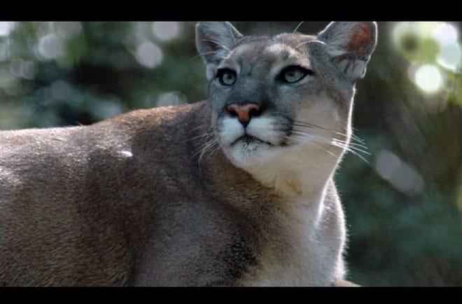 A Florida panther. [Courtesy of Florida Fish & Wildlife Conservation Commission].
