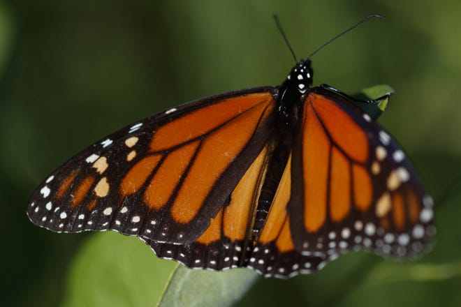 A monarch butterfly perches on milkweed in a field at the Patuxent Wildlife Research Center in Laurel, Md., in May. (AP Photo/Carolyn Kaster)