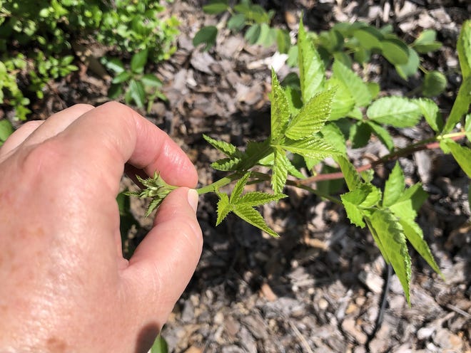 Pinching off the tips of blackberry canes causes them to branch and increases potential fruiting next year. [Submitted]