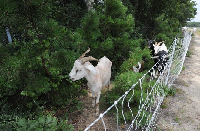 Goats from Stacey Greaves' Goat Green of Cape Cod clear overgrowth at the Barnstable wastewater treatment plant on Bearse's Way in Hyannis. Part of Greaves' herd is spending about two weeks at the facility removing brush along the fence line in a bid to avoid herbicide use. [Merrily Cassidy/Cape Cod Times]