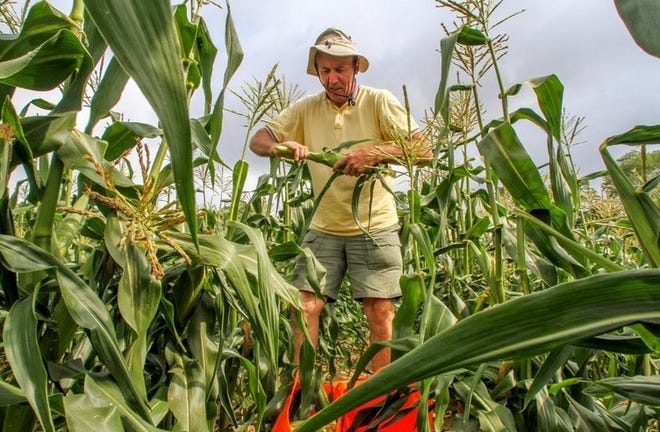 Hope's Harvest RI volunteer Joe Sullivan fills pails with picked corn in Swansea. [Providence Journal Photo | David DelPoio]
