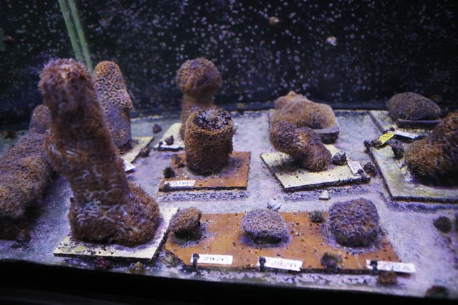 Successfully spawned pillar corals are housed inside of large tanks at the Florida Aquarium Center for Conservation located in Apollo Beach. Center for Conservation utilizes large aquarium holding systems powered by LED technology and computer-controlled systems that mimic its natural environment that signals coral to reproduce. [OCTAVIO JONES/TAMPA BAY TIMES]