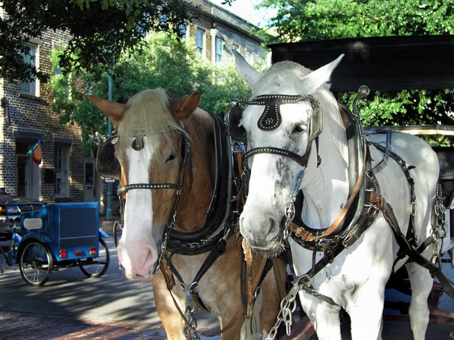 A Vox caller has concerns about Savannah's carriage horses during the summer heat. [iStock photo]