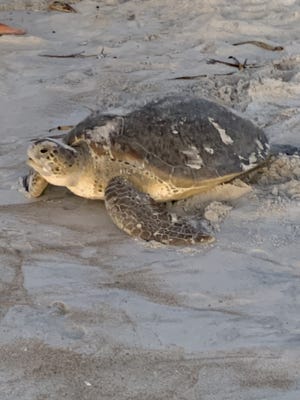 A green turtle mama was rescued from behind a beach access where she managed to lay her eggs despite being lodged. [Contributed photo]