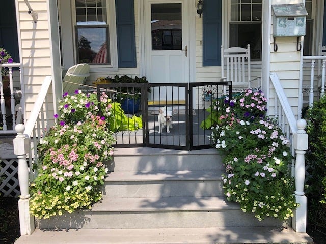 Newport in Bloom awarded the 2019 Best Over All Container to Jean Walsh of 10 Whitwell Place. This year's winners will be awarded at the Newport in Bloom 2019 Awards Recognition Ceremony on Tuesday, Aug. 20, at the International Tennis Hall of Fame. [CONTRIBUTED PHOTO]