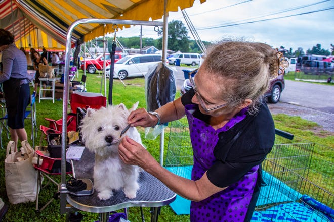 Herald file photo - Lily, a West Highland White Terrier, is groomed by Joanne Nisbeth, of Mahopac, N.Y., at the 2018 Newton Kennel Club dog show at the Sussex County Fairgrounds in Frankford. This year’s dog show takes place today and Saturday at the fairgrounds.