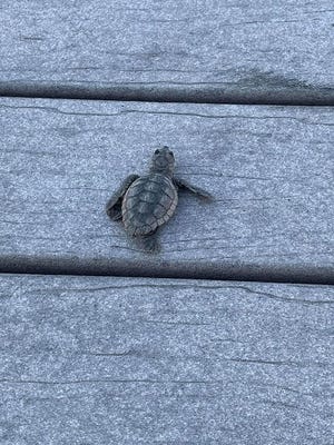 An Indiana woman received the trip of a lifetime when she was able to take part in a baby sea turtle rescue after it was found trying to cross U.S. Highway 98. [CONTRIBUTED PHOTO]