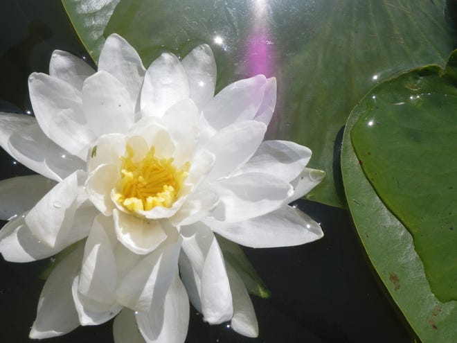 Water Lily by Jan Jordan (Photo provided)
