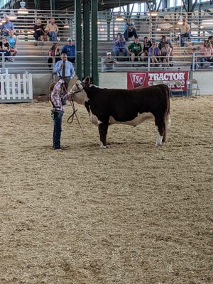 Shay Powell was one of over 40 Fulton County 4-H members who exhibited livestock at this year’s Illinois State Fair Junior Show. She is shown with Herfier, her Purebred Hereford Steer who placed third in his class. [Courtesy photo]