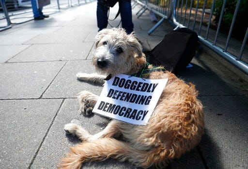 A dog wears a sign placed on it from remain supporters outside the gates of Parliament in London, Wednesday, Sept. 4, 2019. With Britain's prime minister weakened by a major defeat in Parliament, defiant lawmakers were moving Wednesday to bar Boris Johnson from pursuing a "no-deal" departure from the European Union. (AP Photo/Alastair Grant)