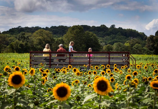 Photo by Daniel Freel/New Jersey Herald - Karen and Bob Ruitenberg, of Hampton, and their daughters Samantha, 11, and Caitlyn, 6, take in the view from a wagon at the Sussex County Sunflower Maze at Liberty Farm Monday in Sandyston.