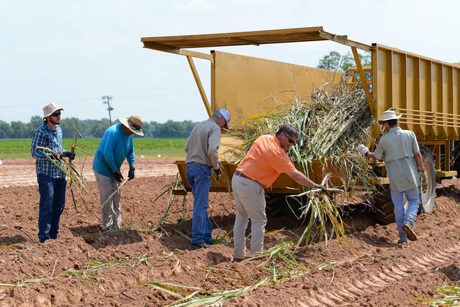 Sugarcane is planted for the first time in the history of the LSU AgCenter Dean Lee Research and Extension Center near Alexandria on Aug. 14, 2019. This plot will be used to study cold tolerance as Louisiana’s sugarcane belt expands northward.