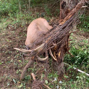 A bull elk is back in the wilds of Elk County after a team from the Pennsylvania Game Commission freed it from a tangle of fence near the town of Benezette. (Pennsylvania Game Commision via AP)