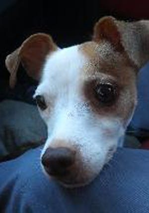 Polly, an adult female Jack Russell terrier and Chihuahua mix, is available for adoption from SAFE Pet Rescue of Northeast Florida. Call 904-325-0196. Vaccinations are up to date.