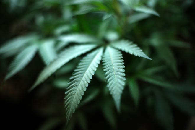 In this Aug. 15, 2019, file photo, marijuana grows at an indoor cannabis farm in Gardena, Calif.  (AP Photo/Richard Vogel, File)