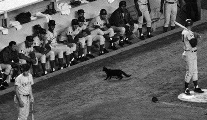The Chicago Cub's bench chuckled (with the rest of Shea stadium) when that traditional omen of bad luck, a black cat, wandered in front of their dugout during the first inning of game against the New York Mets in New York on Sept. 9, 1969. The more superstitious Cubs were right the Mets won 7-4. (AP Photo/Dave Pickoff)