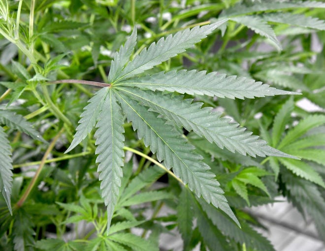 Marijuana plants are grown at Essence Vegas' 54,000-square-foot marijuana cultivation facility on July 6, 2017, in Las Vegas, Nevada.
