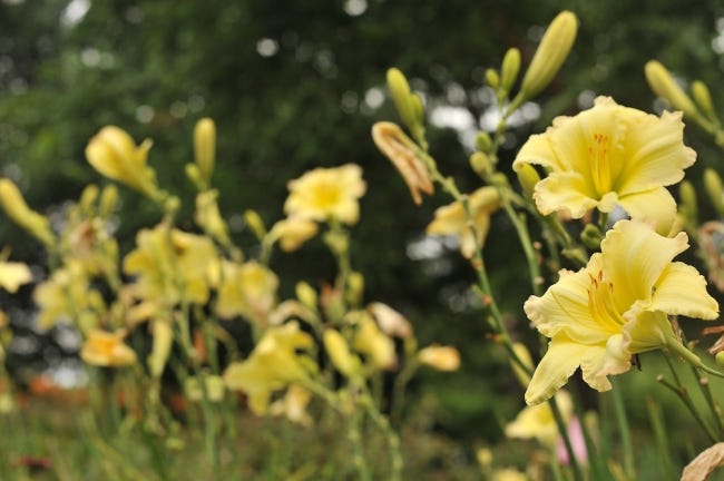 Now is the a good time to move daylilies and some other perennials. [OSU EXTENSION SERVICE]