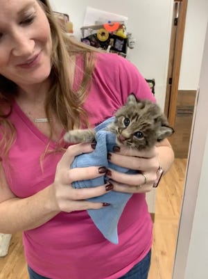 Veterinarian Dr. Sarah Phipps holds the tiny bobcat cub brought into Spoon River Animal Clinic in Canton Aug. 29. [SUPPLIED PHOTO]