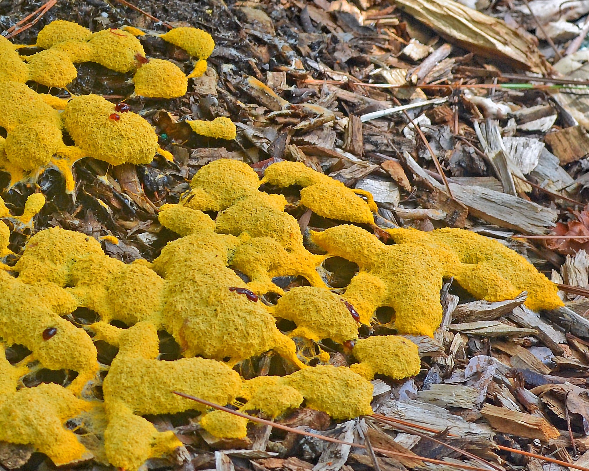 Is Dog Vomit Slime Mold Harmful To Garden Plants - Sabala Havock
