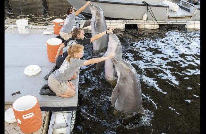 Navy trainers work with bottlenose dolphins during their stay at Naval Surface Warfare Center Panama City Division. The dolphins and some sea lions were trucked to Panama City Beach from the Navy's Strategic Weapons facility in Kings Bay, Georgia before Hurricane Dorian. [EDDIE GREEN/U.S. NAVY]