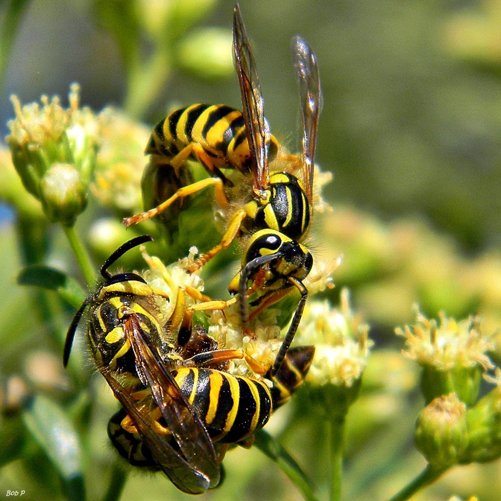 Yellow jackets are most aggressive in the fall