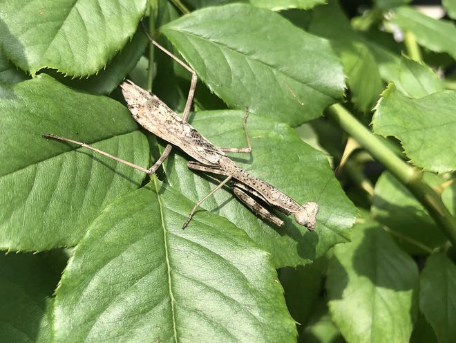 Within a low-maintenance perennial border, a praying mantis searches for small insects to devour. [Submitted]