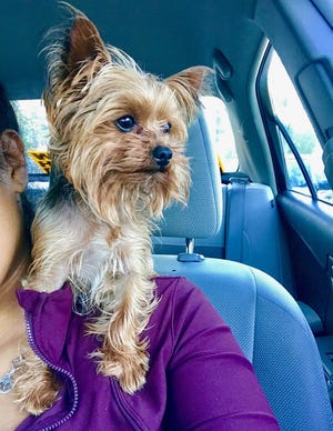 Tank, a teacup Yorkie weighing 4 pounds, was stolen along with other valuables from a family home in the Elmwood section of Providence on Aug. 15. [Courtesy Natalie Vittini]
